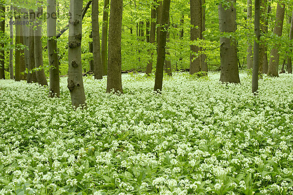Rotbuchenwald (Fagus sylvatica) mit blühendem Bärlauch (Allium ursinum)  Nationalpark Hainich  Thüringen  Deutschland  Europa