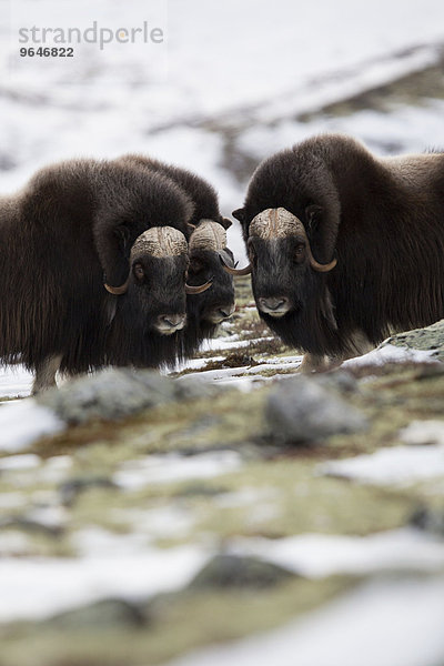 Männliche Moschusochsen (Ovibos moschatus)  Dovrefjell-Sunndalsfjella Nationalpark  Norwegen  Europa