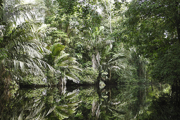Palmen und Dschungelpflanzen spiegeln sich im Kanal Can?o Palma  Tortuguero-Nationalpark  Provinz Limón  Costa Rica  Nordamerika