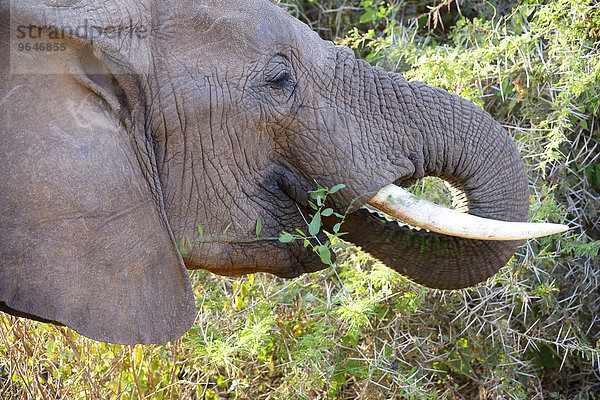 Afrikanischer Elefant  (Loxodonta africana)  Porträt beim Fressen  Samburu National Reservat  Kenia  Afrika