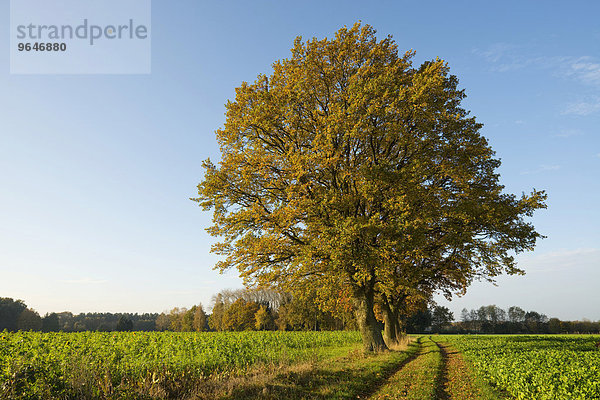 Stieleichen (Quercus robur) an einem Feldweg im Herbst  Niedersachsen  Deutschland  Europa