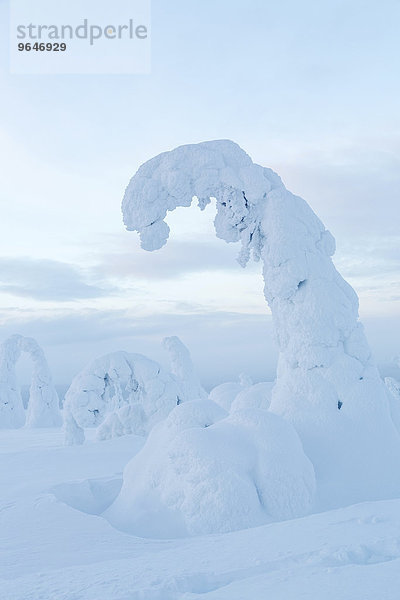 Schneebedeckte Fichten  Riisitunturi-Nationalpark  Finnland  Europa