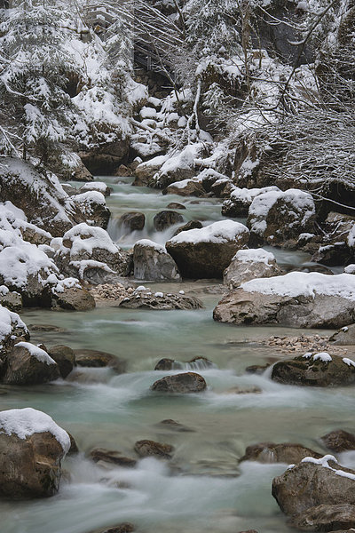 Winter in der Ramsauer Ache im Zauberwald  Nationalpark Berchtesgaden  Ramsau  Berchtesgadener Land  Oberbayern  Bayern  Deutschland  Europa