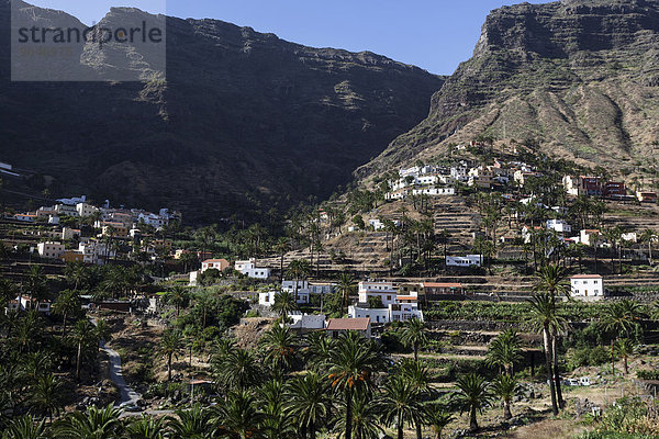 Kanarische Dattelpalmen (Phoenix canariensis)  Terrassenfelder  Häuser  Lomo del Balo  Valle Gran Rey  La Gomera  Kanarische Inseln  Spanien  Europa