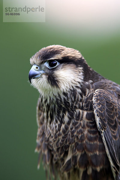Lannerfalke (Falco biarmicus)  adult  captive  Eifel  Deutschland  Europa
