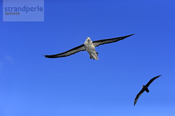 Schwarzbrauenalbatros (Thalassarche melanophrys)  adult  fliegend  Kap der Guten Hoffnung  Südafrika