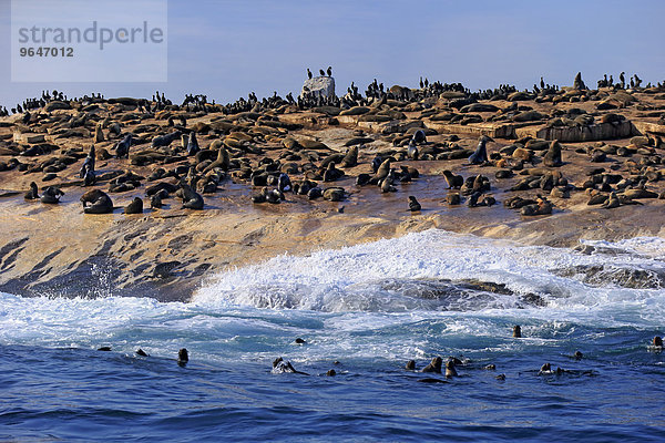 Robbenkolonie  Seal Island  Westkap  Südafrika