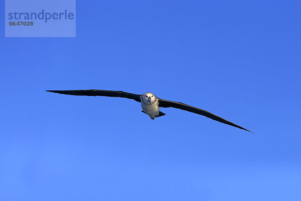 Weißkappenalbatros (Thalassarche cauta)  adult  fliegend  Kap der Guten Hoffnung  Südafrika