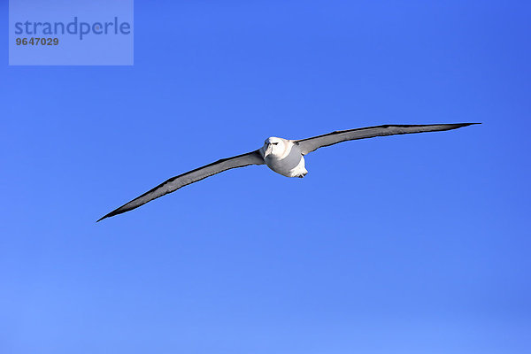 Weißkappenalbatros (Thalassarche cauta)  adult  fliegend  Kap der Guten Hoffnung  Südafrika