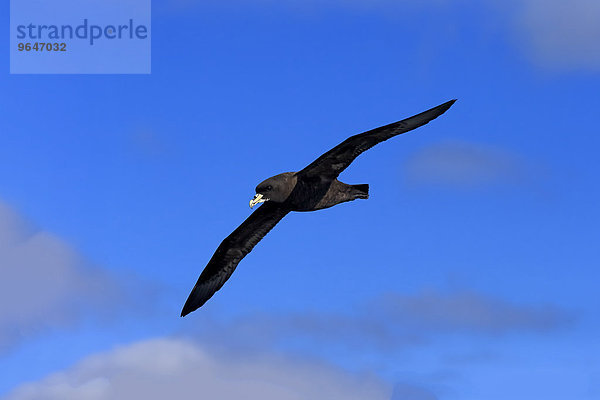 Weißkinn-Sturmvogel (Procellaria aequinoctialis)  adult  fliegend  Kap der Guten Hoffnung  Südafrika