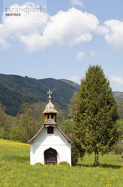Kapelle  Löwenzahnwiese  Mondseeland  Salzkammergut  Oberösterreich  Österreich  Europa