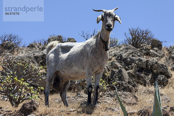 Kanarische Ziege (Capra) in typisch kanarischer Vegetation  bei Arure  La Gomera  Kanarische Inseln  Spanien  Europa