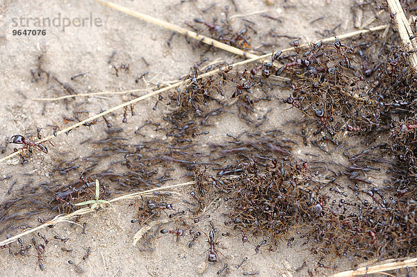 Ausschwärmende Safari-Ameisen  Treiberameisen (Dorylus)  Masai Mara  Kenia  Afrika