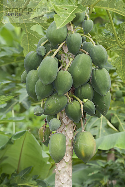 Papayabaum mit Papayafrüchten  auch Baummelonen  (Carica papaya)  Ninh Thuan  Vietnam  Asien