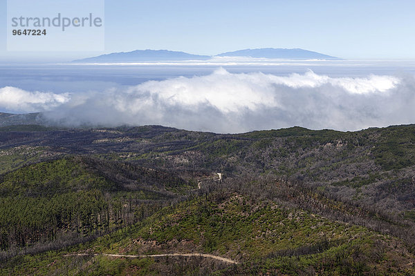Ausblick vom Gipfel des Garajonay auf verkohlte Sträucher und Bäume  Spuren des Waldbrandes 2012  am Horizont die Insel La Palma  La Gomera  Kanarische Inseln  Spanien  Europa