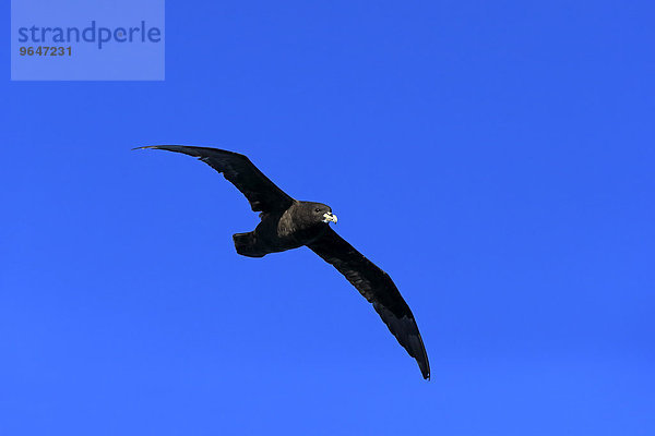 Weißkinn-Sturmvogel (Procellaria aequinoctialis)  adult  fliegend  Kap der Guten Hoffnung  Südafrika