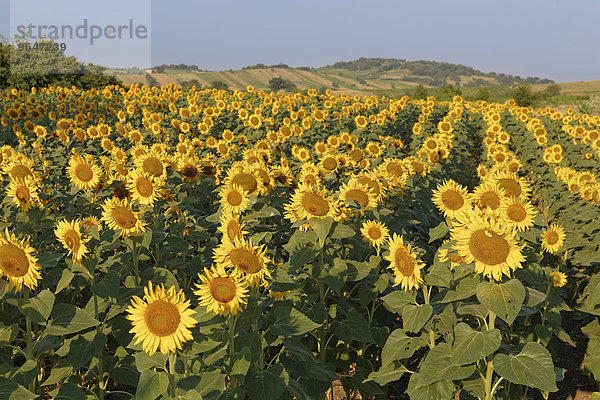 Sonnenblumenfeld  Oggau am Neusiedler See  Nordburgenland  Burgenland  Österreich  Europa