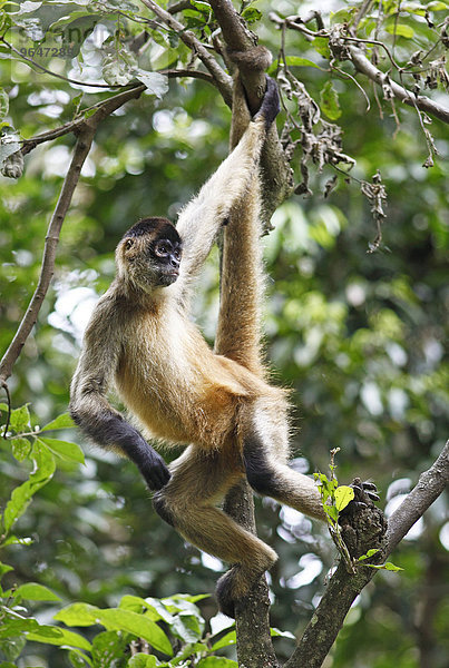 Geoffroy-Klammeraffe (Ateles geoffroyi) klettert im Baum  Alajuela  Costa Rica  Nordamerika