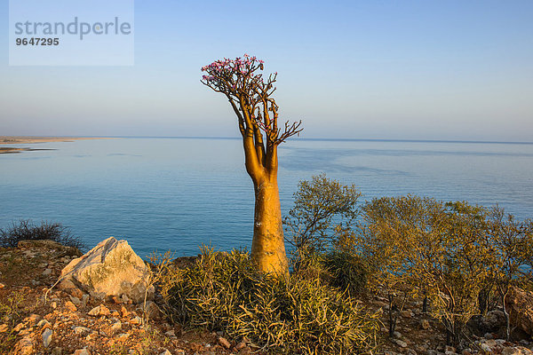 Flaschenbaum (Adenium obesum) blüht  endemische Art  Sokotra  Jemen  Asien