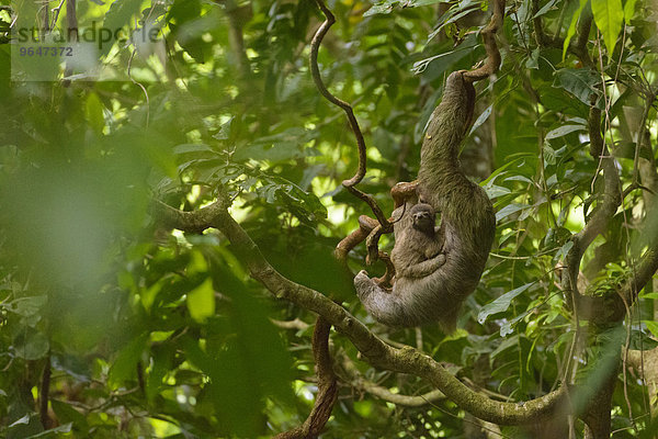 Dreifinger-Faultier (Bradypus variegatus) mit Jungtier  hängt an Liane im Dschungel  Provinz Puntarenas  Costa Rica  Nordamerika