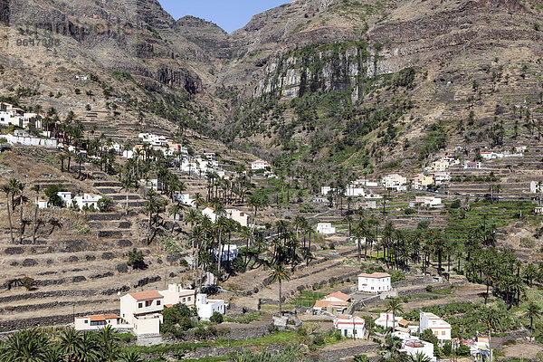 Kanarische Dattelpalmen (Phoenix canariensis)  Terrassenfelder und Häuser von Lomo del Balo und La Vizcaina  Valle Gran Rey  La Gomera  Kanarische Inseln  Spanien  Europa
