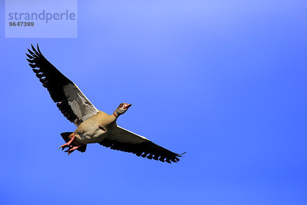 Nilgans (Alopochen aegyptiacus)  adult  fliegend  Baden-Württemberg  Deutschland  Europa