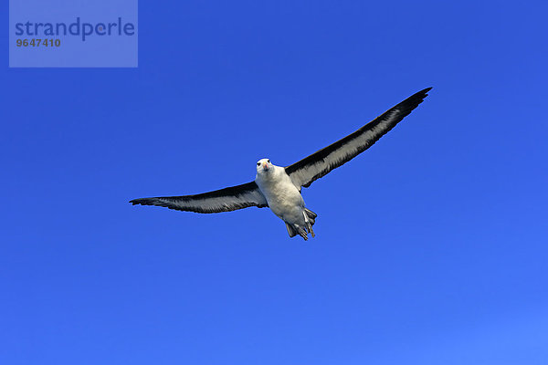 Schwarzbrauenalbatros (Thalassarche melanophrys)  adult  fliegend  Kap der Guten Hoffnung  Südafrika