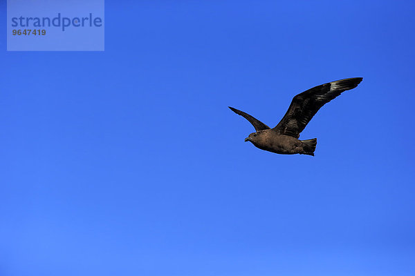 Subantarktikskua (Stercorarius antarcticus lonnbergi)  adult  fliegend  Kap der Guten Hoffnung  Südafrika