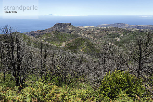 Ausblick vom Gipfel des Garajonay auf verkohlte Sträucher  Spuren des Waldbrandes 2012  hinten der Fortalezza  am Horizont die Insel El Hierro  La Gomera  Kanarische Inseln  Spanien  Europa