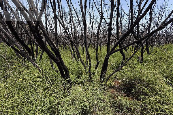 Verkohlte Sträucher in grüner Vegetation  Spuren des Waldbrandes von 2012  unterhalb des Garajonay  La Gomera  Kanarische Inseln  Spanien  Europa