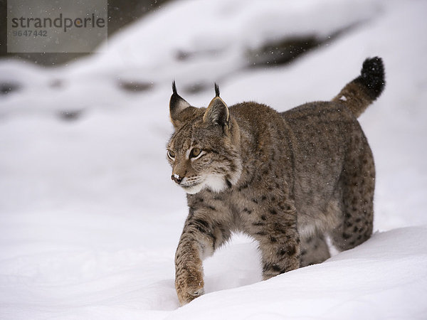 Luchs oder Nordluchs (Lynx lynx) geht durch Schnee  Wildfreigehege Wildenburg  Kempfeld  Nationalpark Hunsrück  Rheinland Pfalz  Deutschland  Europa
