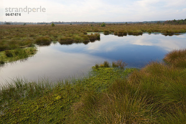 Moorlandschaft  Naturschutzgebiet Schweimker Moor  Niedersachsen  Deutschland  Europa