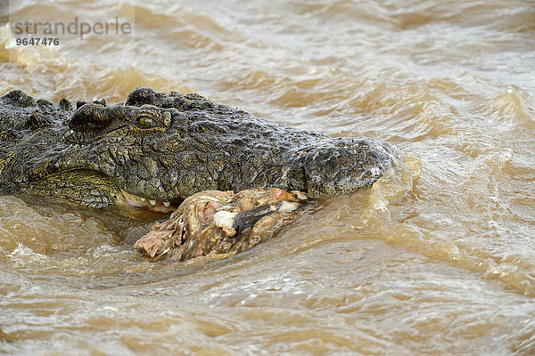 Nilkrokodil (Crocodylus niloticus) schwimmt mit Kadaverrest im Maul  Fluss Mara  Masai Mara  Kenia  Afrika