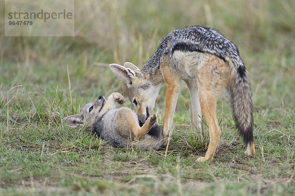 Schabrackenschakal (Canis mesomelas)  Muttertier mit Jungtier  spielend  Masai Mara  Kenia  Afrika