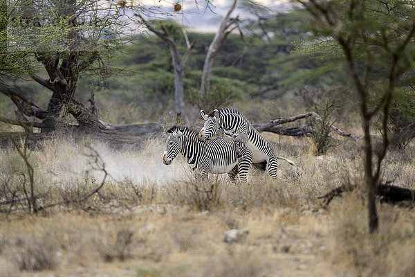 Grevyzebras (Equus grevyi) bei der Paarung  stark bedrohte Tierart  Buffalo-Springs-Nationalreservat  Kenia  Afrika