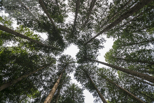Baumkronen im sommerlichen Wald  Riesen-Lebensbaum (Thuja plicata)  Bad Homburg vor der Höhe  Hessen  Deutschland  Europa