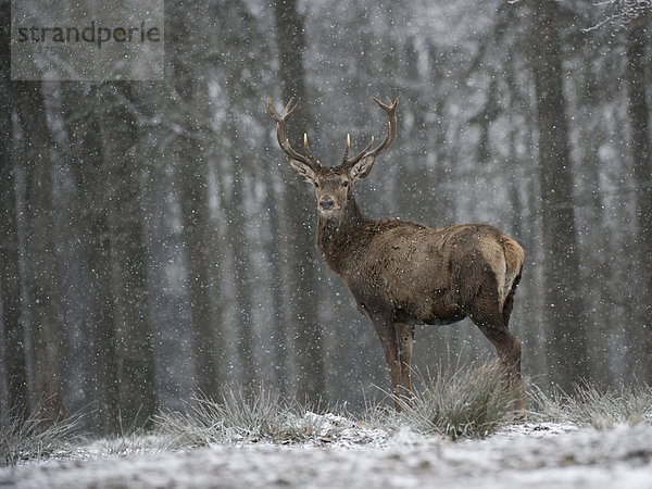 Rothirsch (Cervus elaphus)  Hunsrück  Rheinland-Pfalz  Deutschland  Europa