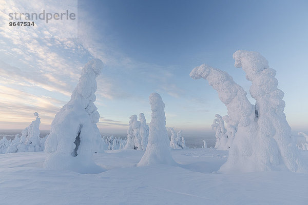 Schneebedeckte Fichten  Riisitunturi-Nationalpark  Finnland  Europa