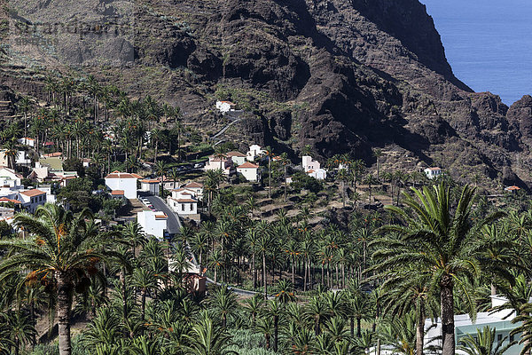 Kanarische Dattelpalmen (Phoenix canariensis)  Terrassenfelder  Häuser  Los Reyes  Valle Gran Rey  La Gomera  Kanarische Inseln  Spanien  Europa