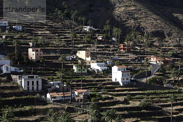Kanarische Dattelpalmen (Phoenix canariensis)  Terrassenfelder  Häuser  Hornillo  Valle Gran Rey  La Gomera  Kanarische Inseln  Spanien  Europa