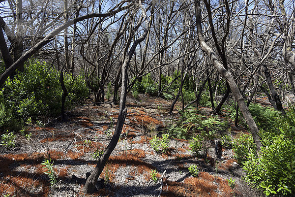 Verkohlte Baumstämme  Spuren des Waldbrandes im August 2012  unterhalb des Garajonay  La Gomera  Kanarische Inseln  Spanien  Europa