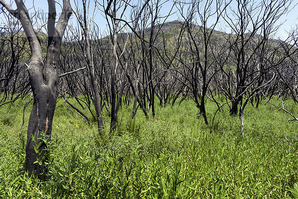 Verkohlte Sträucher in grüner Vegetation  Spuren des Waldbrandes von 2012  hinten der Garajonay  La Gomera  Kanarische Inseln  Spanien  Europa