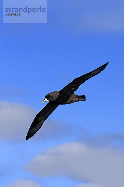 Weißkinn-Sturmvogel (Procellaria aequinoctialis)  adult  fliegend  Kap der Guten Hoffnung  Südafrika