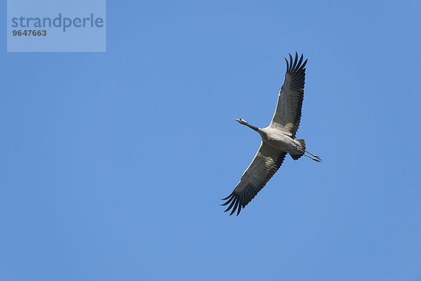 Kranich (Grus grus) im Flug  Mecklenburg-Vorpommern  Deutschland  Europa