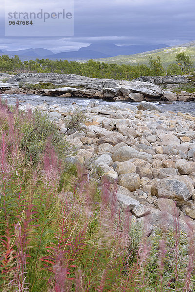 Gebirgsfluss Luonosjåhkå im Saltdal  nahe dem Polarkreis  Norwegen  Europa