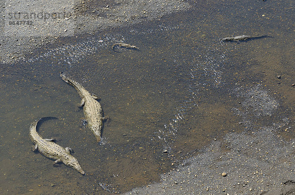 Spitzkrokodile (Crocodylus acutus) im Rio Grande de Tarcoles  Provinz Puntarenas  Costa Rica  Nordamerika
