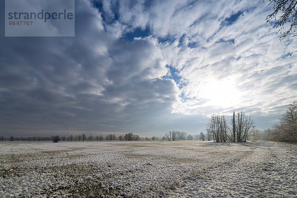 Winterlandschaft  Naturschutzgebiet Mönchbruch  Mönchwiesen  Mörfelden-Walldorf  Hessen  Deutschland  Europa