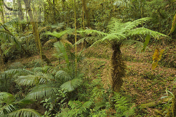 Baumfarn (Cyatheales) im Bergregenwald  Nationalpark Los Quetzales  San Gerardo de Dota  Provinz San Jose  Costa Rica  Nordamerika