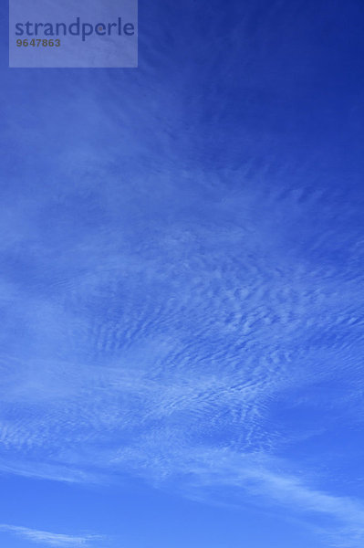 Zirruswolken  Cirrus floccusam  am blauen Himmel