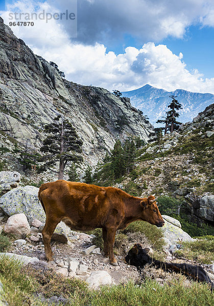 Braune Kuh mit Kalb steht an einem Hang im Gebirge  Korsika  Frankreich  Europa